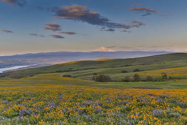 Sunrise and Mt. Hood Spingtime bloom with mass fields of Lupine, Arrow Leaf Balsalmroot
