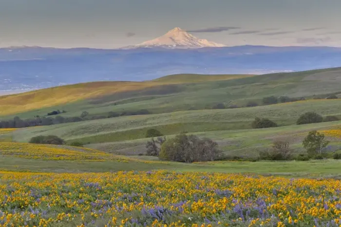 Framed Print : Sunrise and Mt. Hood Spingtime bloom with mass fields of Lupine, Arrow Leaf Balsalmroot Framed Print : Sunrise and Mt. Hood Spingtime bloom with mass fields of Lupine, Arrow Leaf Balsalmroot