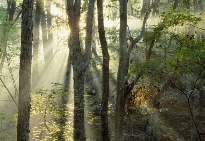 Framed Print : Sunrise through oak and hickory forest, Mammoth Dome Sink Trail, Mammoth Cave National Park