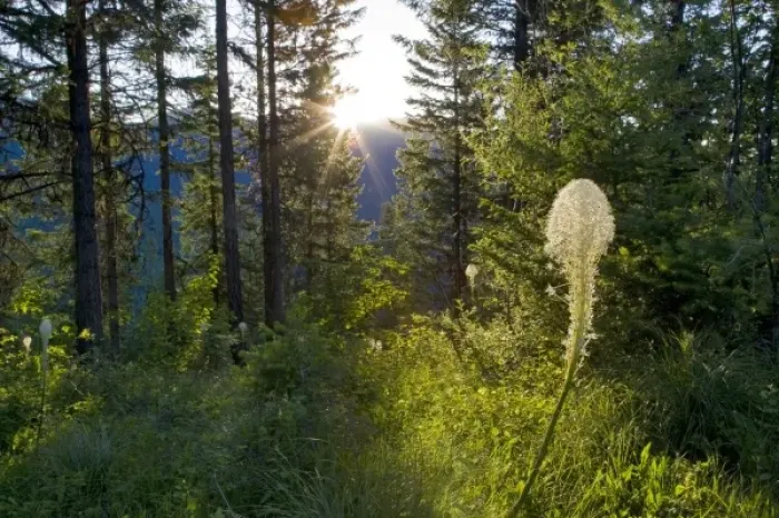 Framed Print : Sunrise peeks over the Whitefish Range and onto beargrass bloom near Whitefish Montana Framed Print : Sunrise peeks over the Whitefish Range and onto beargrass bloom near Whitefish Montana