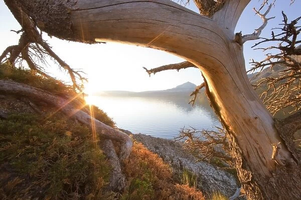 Sunrise peers through gnarled pine above St Mary Lake and Divide Mountain in Glacier