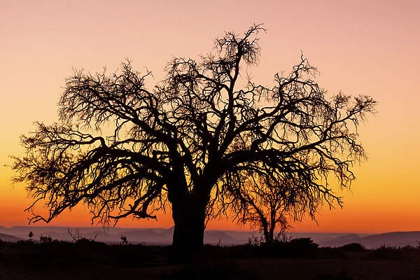Sunrise and silhouetted lone tree Namib Desert Namibia Sossusvlei