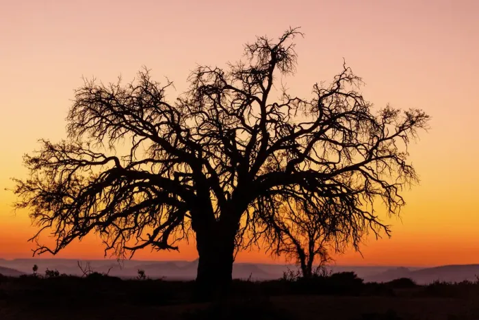 Framed Print : Sunrise and silhouetted lone tree Namib Desert Namibia Sossusvlei Framed Print : Sunrise and silhouetted lone tree Namib Desert Namibia Sossusvlei