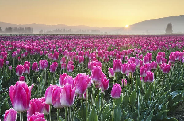 Sunrise over the Skagit Valley Tulip Fields, Washington State