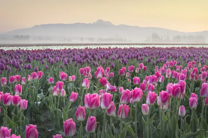 Framed Print : Sunrise over the Skagit Valley Tulip Fields, Washington State Framed Print : Sunrise over the Skagit Valley Tulip Fields, Washington State