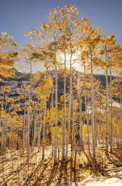 Sunrise through snow covered Aspen trees in the Colorado Rocky Mountains