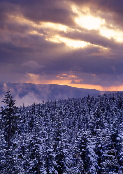 Sunrise over a snow covered forest in the Mt Hood National Forest, Oregon Cascades