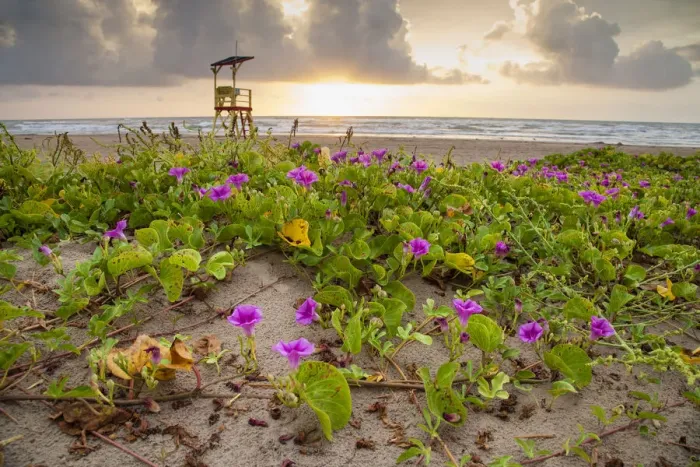 Framed Print : Sunrise at South Padre Island Framed Print : Sunrise at South Padre Island