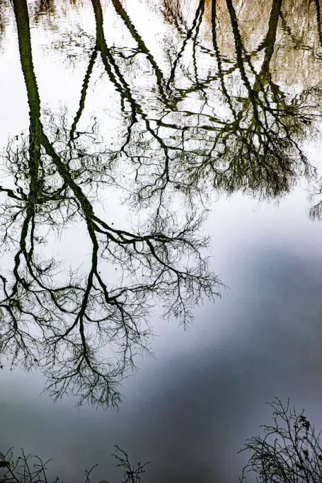 Framed Print : Sunrise Springs, Santa Fe, New Mexico, USA. Tree and water reflection Framed Print : Sunrise Springs, Santa Fe, New Mexico, USA. Tree and water reflection