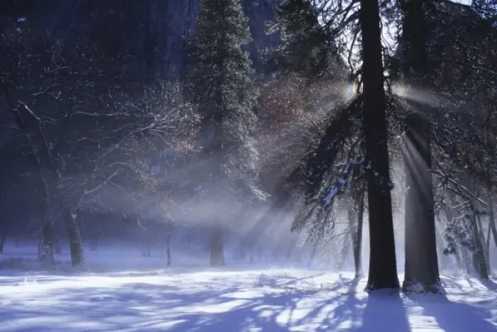 Framed Print : Sunrise streams through pine branches on a cold winter morning, Yosemite Valley Framed Print : Sunrise streams through pine branches on a cold winter morning, Yosemite Valley