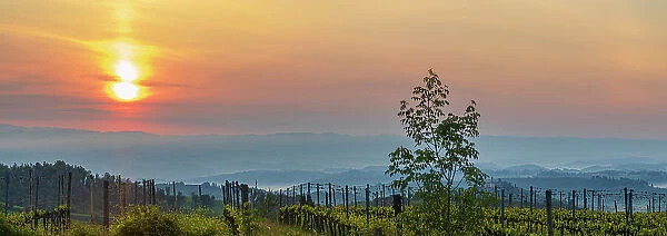 Sunrise over the vineyards of Tuscany. Tuscany, Italy