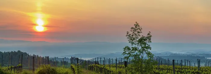 Framed Print : Sunrise over the vineyards of Tuscany. Tuscany, Italy Framed Print : Sunrise over the vineyards of Tuscany. Tuscany, Italy