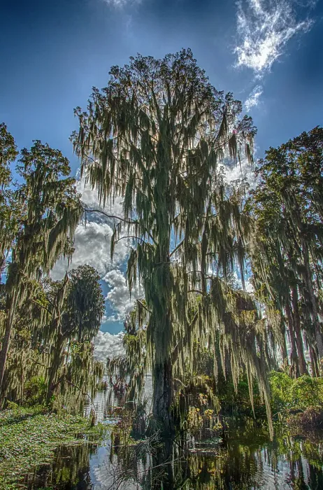 Framed Print : The sun's rays are absorbed by Cypress trees in flooded Florida swamps, its branches draped with Spanish moss Framed Print : The sun's rays are absorbed by Cypress trees in flooded Florida swamps, its branches draped with Spanish moss