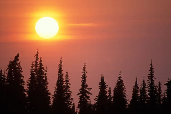 sunset over black spruce trees, Kenai Peninsula, southcentral Alaska