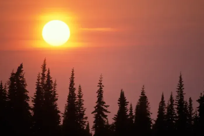 Framed Print : sunset over black spruce trees, Kenai Peninsula, southcentral Alaska