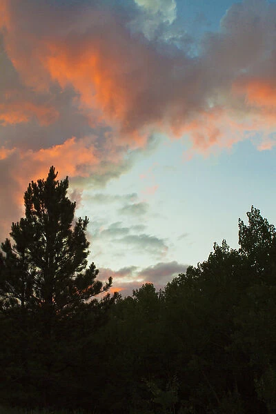 Sunset Colorado mountain pine trees