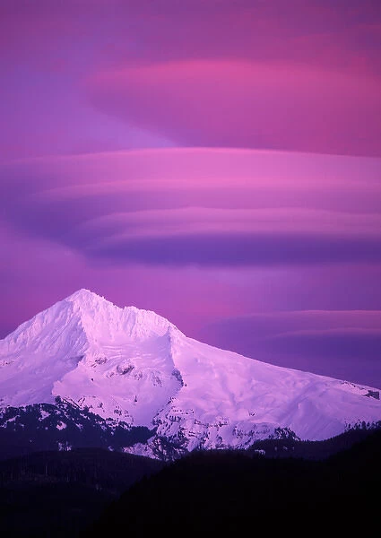 Sunset colored magenta Lenticular clouds over Mt Hood, Oregon
