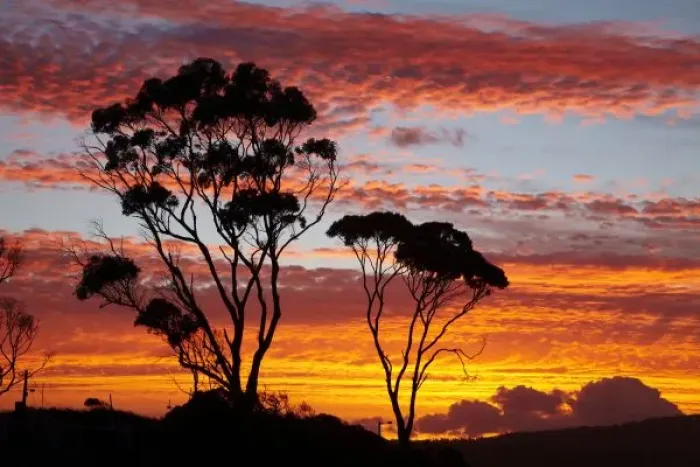 Framed Print : Sunset and Gum Tree, Binalong Bay, Bay of Fires, Eastern Tasmania, Australia Framed Print : Sunset and Gum Tree, Binalong Bay, Bay of Fires, Eastern Tasmania, Australia