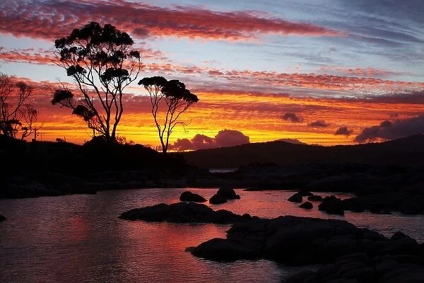 Sunset and Gum Tree, Binalong Bay, Bay of Fires, Eastern Tasmania, Australia