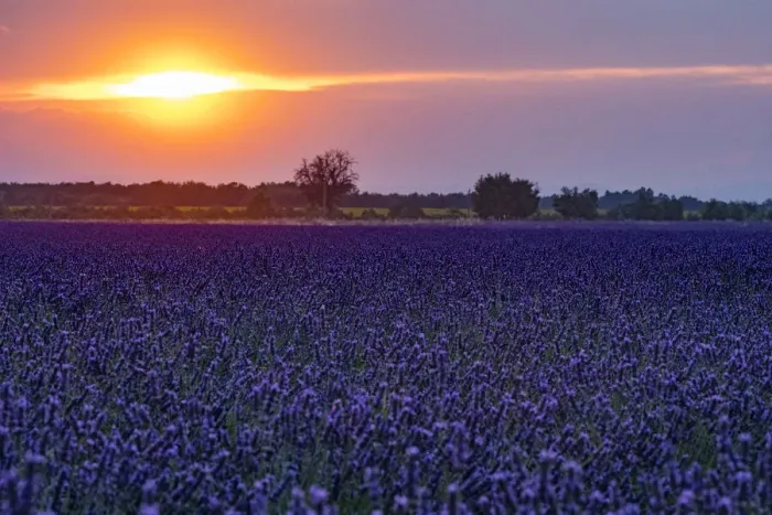 Framed Print : Sunset over the lavender fields in Valensole Plain, Provence, Southern France