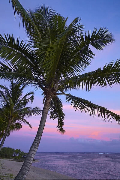 Sunset and palm tree, Coral Coast, Viti Levu, Fiji, South Pacific
