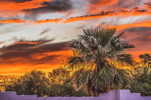 Sunset palm tree, Tucson, Arizona. USA