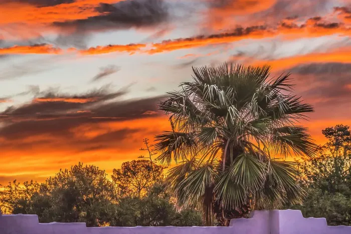 Framed Print : Sunset palm tree, Tucson, Arizona. USA Framed Print : Sunset palm tree, Tucson, Arizona. USA