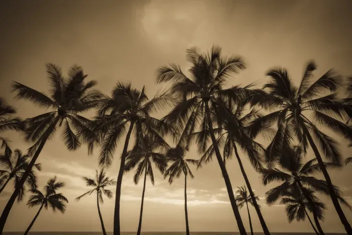 Framed Print : Sunset through palm trees at Pu uhonua o Honaunau National Historical Park (City of Refuge)