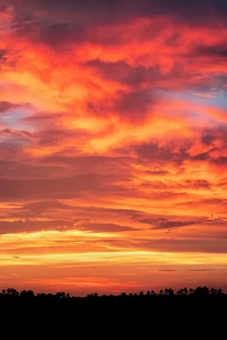 Framed Print : Sunset with palm trees silhouetted against the sky, Florida