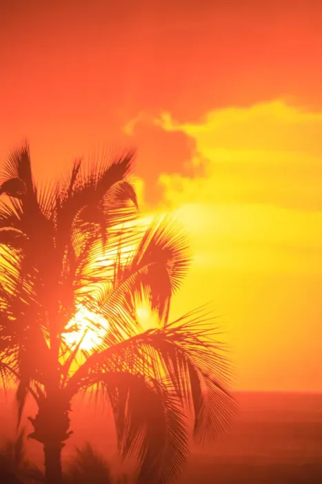 Framed Print : Sunset and palm trees, Wailea, Maui, Hawaii