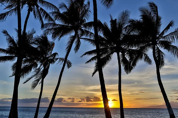 Sunset and silhouetted palm trees, Kihei, Maui, Hawaii