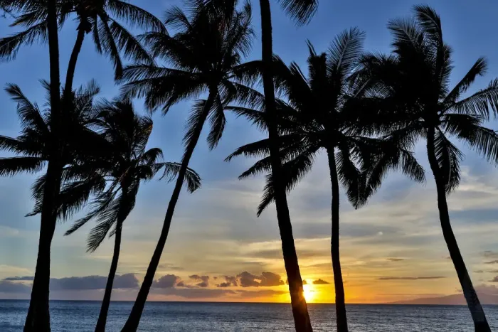 Framed Print : Sunset and silhouetted palm trees, Kihei, Maui, Hawaii Framed Print : Sunset and silhouetted palm trees, Kihei, Maui, Hawaii