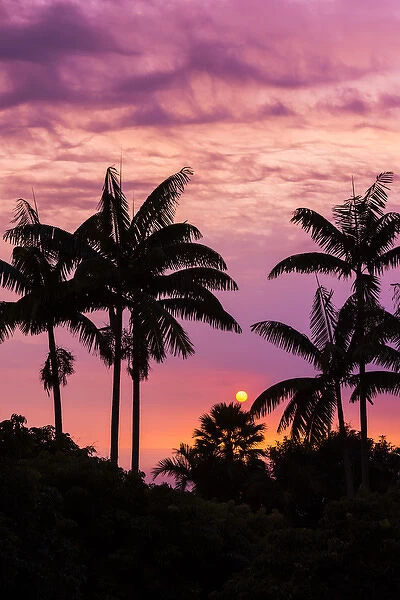 Sunset through silhouetted palm trees, Kona Coast, The Big Island, Hawaii USA
