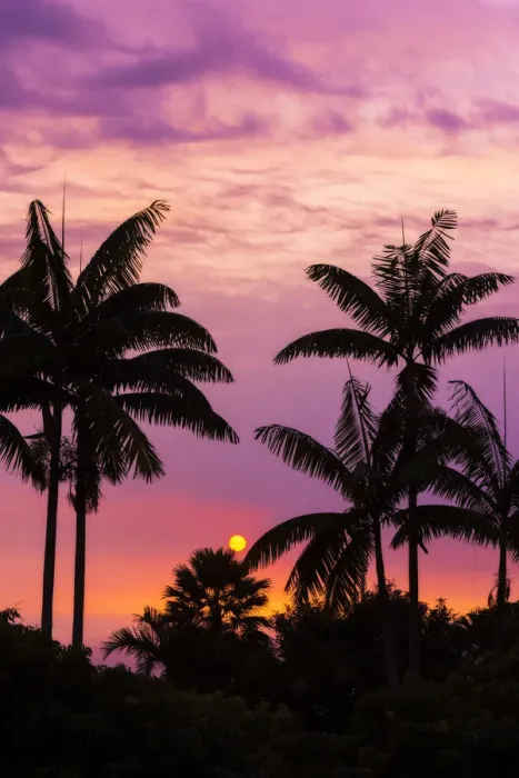 Framed Print : Sunset through silhouetted palm trees, Kona Coast, The Big Island, Hawaii, USA Framed Print : Sunset through silhouetted palm trees, Kona Coast, The Big Island, Hawaii, USA