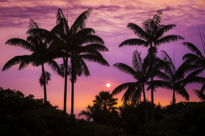 Framed Print : Sunset through silhouetted palm trees, Kona Coast, The Big Island, Hawaii, USA Framed Print : Sunset through silhouetted palm trees, Kona Coast, The Big Island, Hawaii, USA