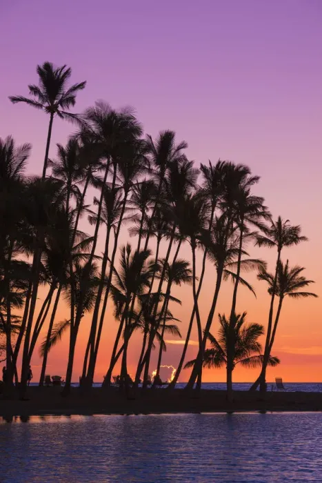 Framed Print : Sunset through silhouetted palms at Anaeho omalu Bay, Kohala Coast, Big Island