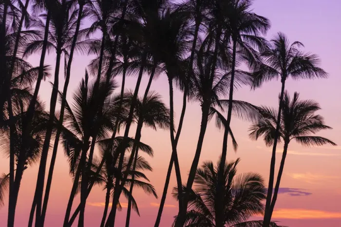 Framed Print : Sunset through silhouetted palms at Anaeho omalu Bay, Kohala Coast, Big Island Framed Print : Sunset through silhouetted palms at Anaeho omalu Bay, Kohala Coast, Big Island