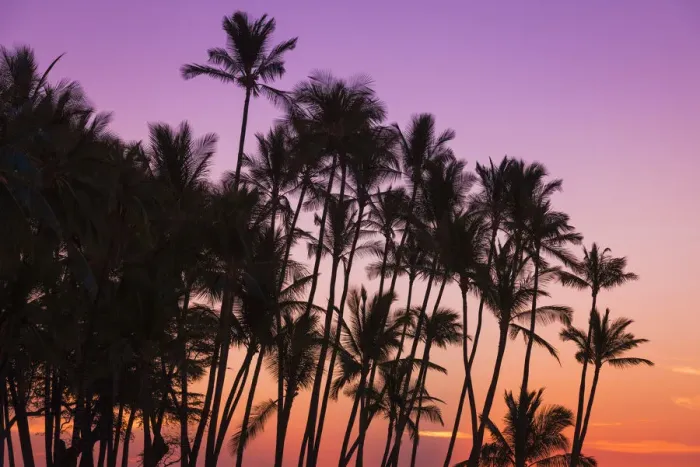 Framed Print : Sunset through silhouetted palms at Anaeho omalu Bay, Kohala Coast, Big Island Framed Print : Sunset through silhouetted palms at Anaeho omalu Bay, Kohala Coast, Big Island