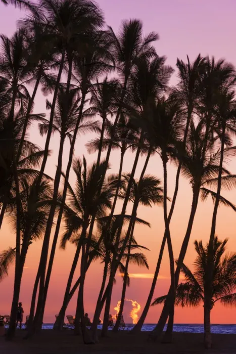Framed Print : Sunset through silhouetted palms at Anaeho omalu Bay, Kohala Coast, Big Island Framed Print : Sunset through silhouetted palms at Anaeho omalu Bay, Kohala Coast, Big Island