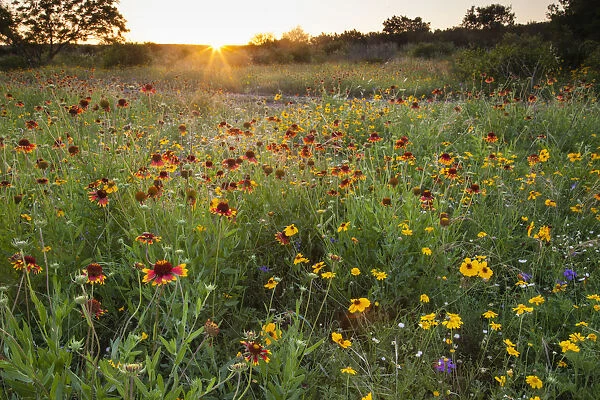 Sunset on Texas wildflowers