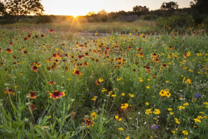 Framed Print : Sunset on Texas wildflowers Framed Print : Sunset on Texas wildflowers