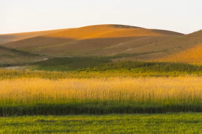 Framed Print : Sunset view of wheat field, Palouse, Washington State, USA