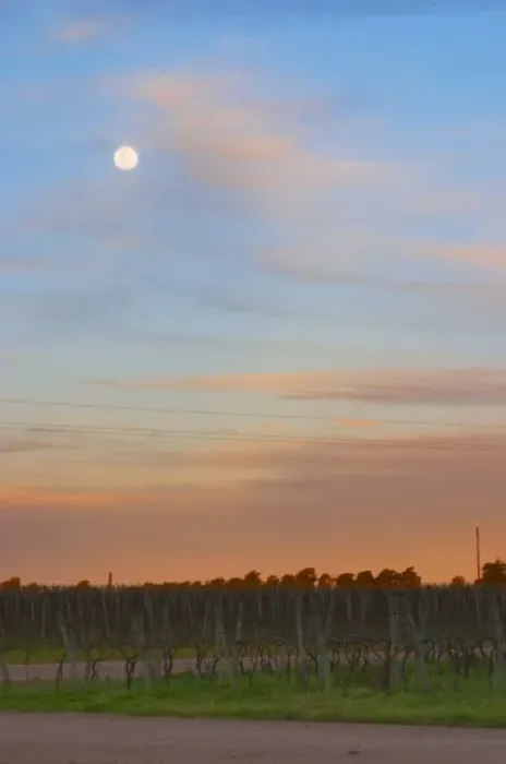 Framed Print : At sunset in the vineyard, the full moon is rising and the sky is a vibrant blue and orange