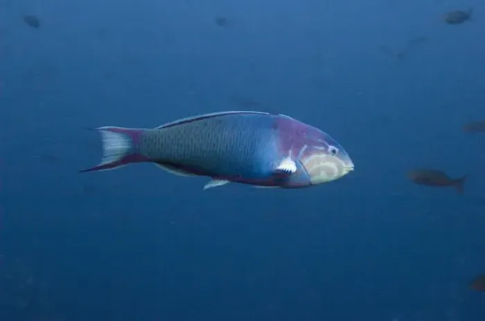 Framed Print : Sunset Wrasse (Thalassoma grammaticum) off of Wolf Island, Galapagos Islands, Ecuador Framed Print : Sunset Wrasse (Thalassoma grammaticum) off of Wolf Island, Galapagos Islands, Ecuador