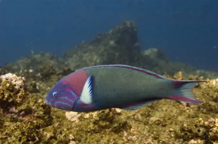 Framed Print : Sunset Wrasse (Thalassoma grammaticum) off of Wolf Island, Galapagos Islands, Ecuador Framed Print : Sunset Wrasse (Thalassoma grammaticum) off of Wolf Island, Galapagos Islands, Ecuador