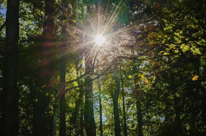 Framed Print : Sunshine through trees