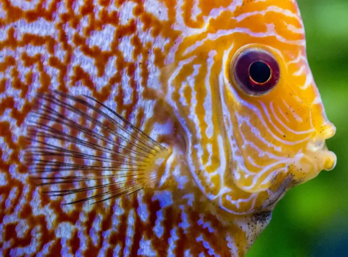 Framed Print : Super Pigeon Snakeskin Discus close-up, tropical freshwater fish Framed Print : Super Pigeon Snakeskin Discus close-up, tropical freshwater fish