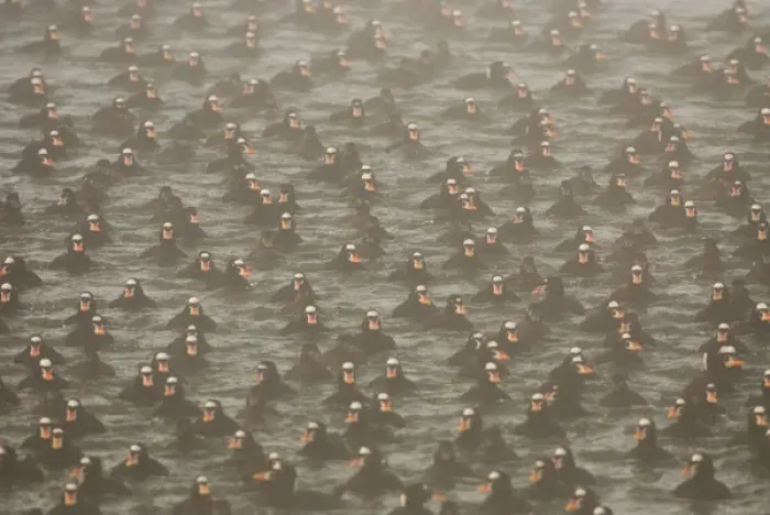 Framed Print : Surf scoters, Melanitta perspicillata, Vancouver, British Columbia