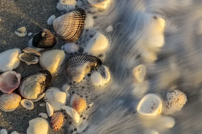Framed Print : Surf on seashells on Sanibel Island in Florida, USA
