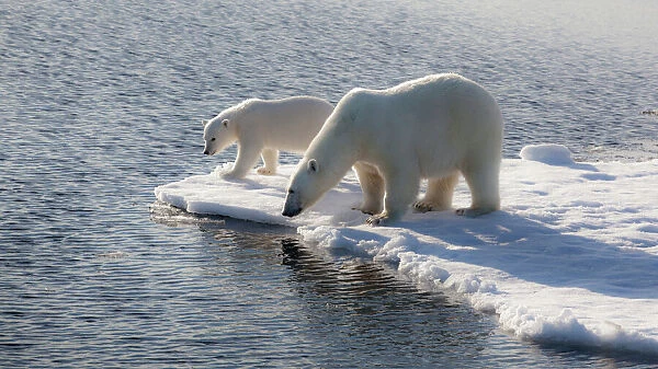 Svalbard. Mother and child Polar Bears